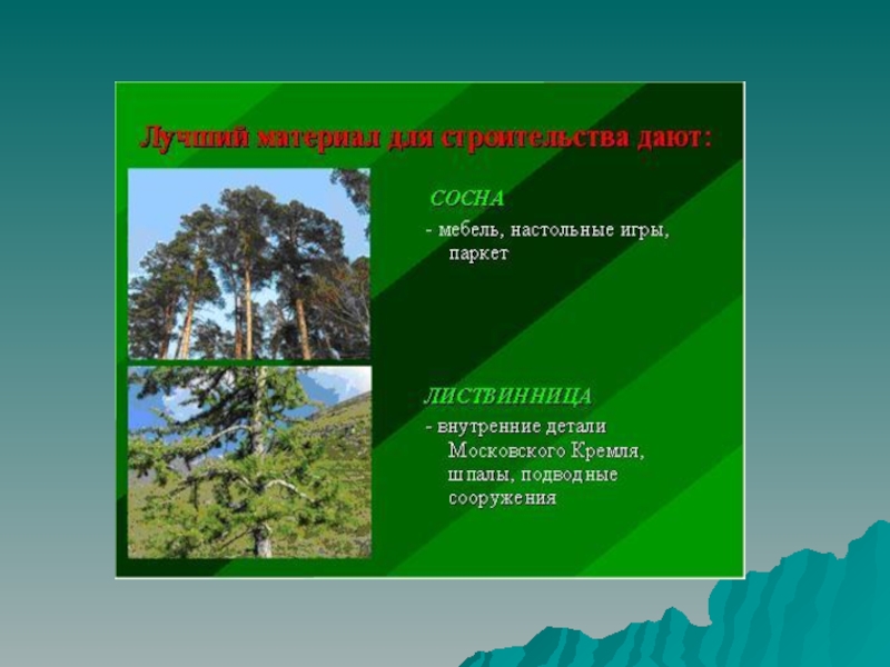 Минусы леса. Заповедники в зоне лесов. Лесные зоны города Новосибирска. Какая поверхность у зоны лесов. Деятельность человека в зоне лесов.