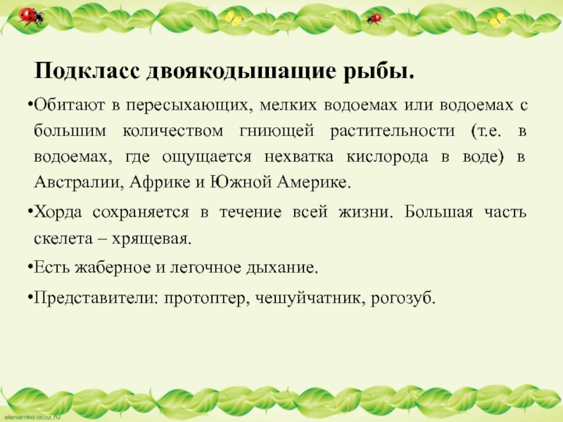 Подкласс двоякодышащие рыбы.Обитают в пересыхающих, мелких водоемах или водоемах с большим количеством гниющей растительности (т.е. в водоемах,