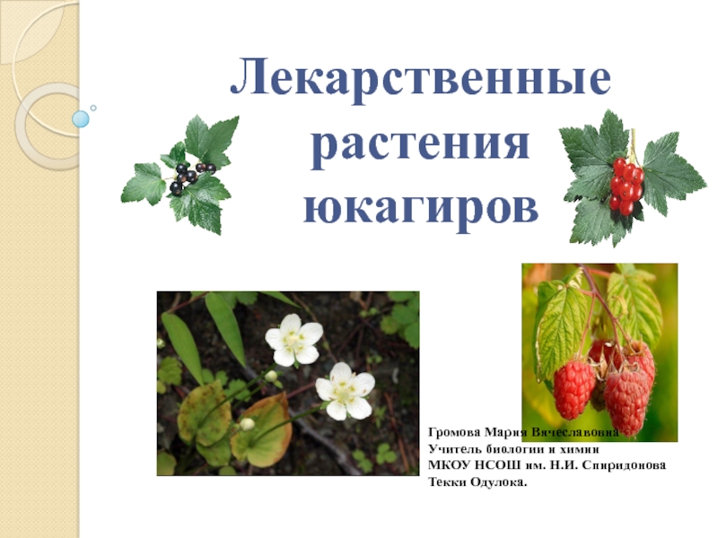 Презентация по теме Лекарственные растения юкагиров