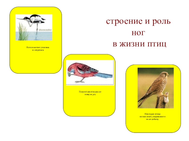 Птицы 9 класс. Роль птиц в жизни человека минусы. Наука о жизни птиц. Роль птиц в жизни деревьев. Буклет по биологии 7 класс птицы.