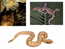 Презентация по теме Многообразие пресмыкающиxся (7класс)