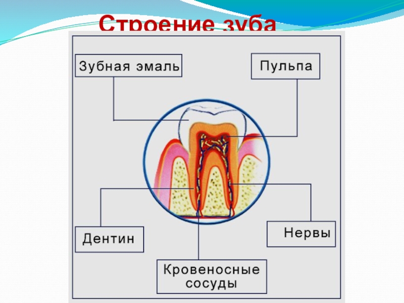 Классы полости рта. Строение зуба. Пищеварение в ротовой полости зубы. Строение ротовой полости зубы. Строение зуба биология.