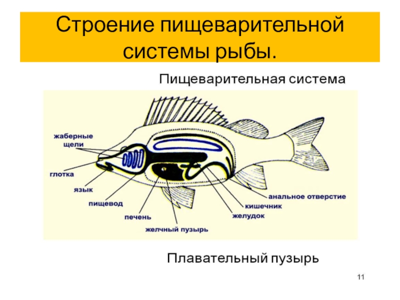 Реферат: Строение пищеварительной системы