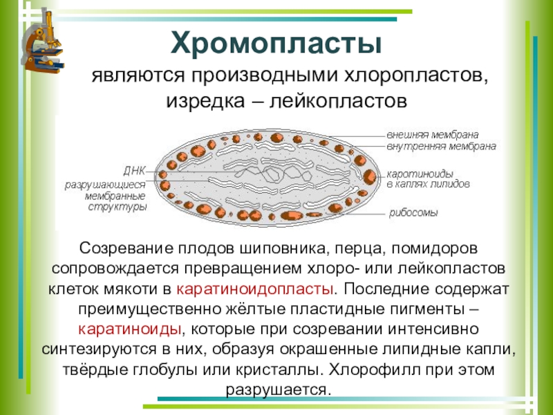 Хромопласты в клетке рисунок