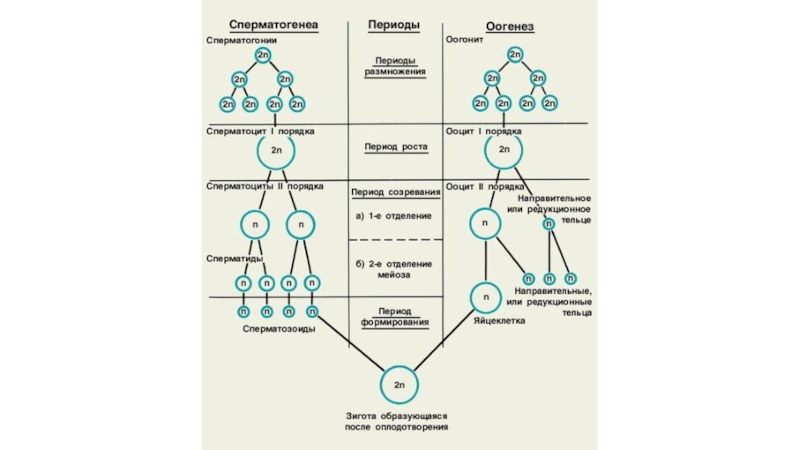 Деление половых клеток. Половое размножение период формирования. Сперматоциты первого порядка период. Деление половых клеток ,редукционное. Период размножения период роста период созревания.