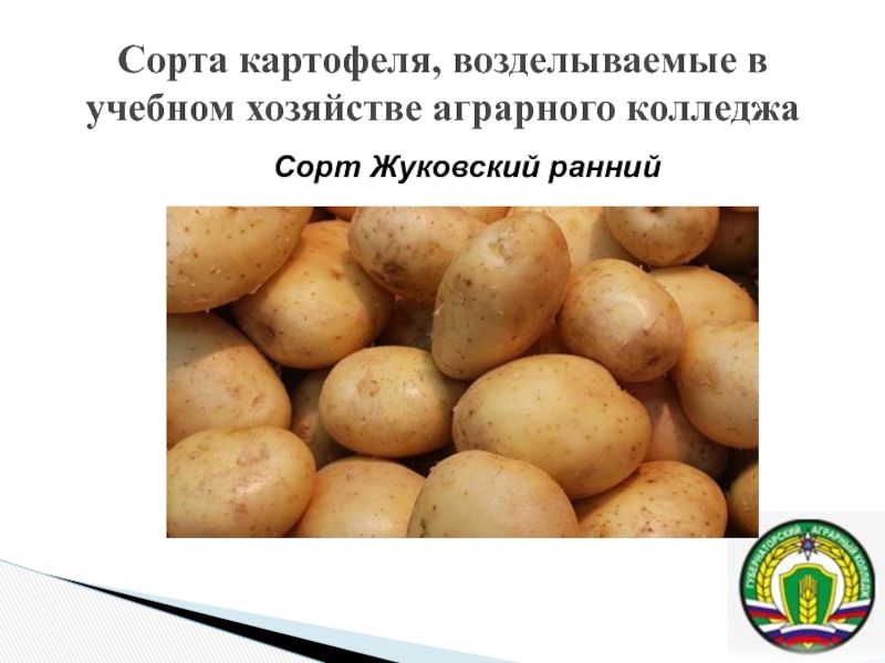 7 сортов. Сорта картошки в Омской обл. «Сорта картофеля, возделываемые в России». Сорта картофеля возделываемого в Омской области. Сорта картошки для Омской области.