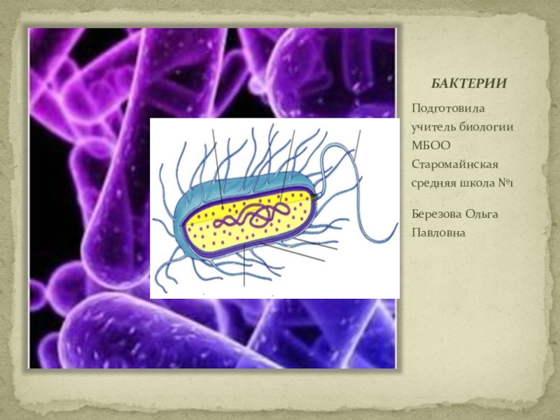Бактерии 5 класс. Бактерии 5 класс биология. Бактерии 5 класс биология презентация. Проект бактерии 5 класс.