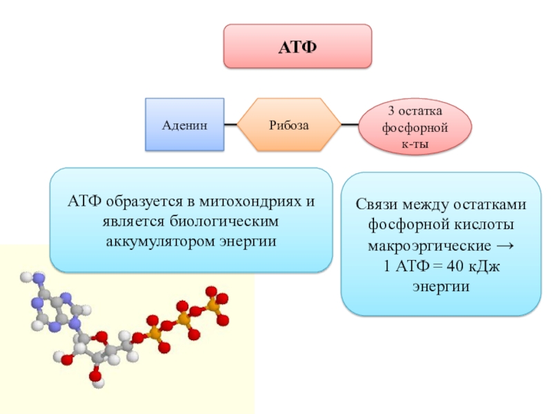Атф состоит из остатков. Строение молекулы АТФ. Строение АТФ И АДФ. АТФ молекулярное строение. Структура АТФ схема.