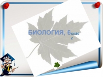 Презентация по биологии Фотосинтез (6 класс)