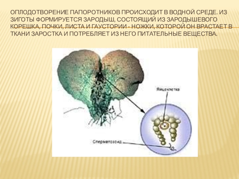 Оплодотворение папоротника. Оплодотворение папоротникообразных. Заросток папоротника формируется из. Оплодотворение у папоротников происходит.