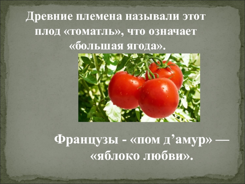 Пом д. Помидор яблоко любви. Плод этот. Плод помидора называется. Что полезнее яблоко или помидор.