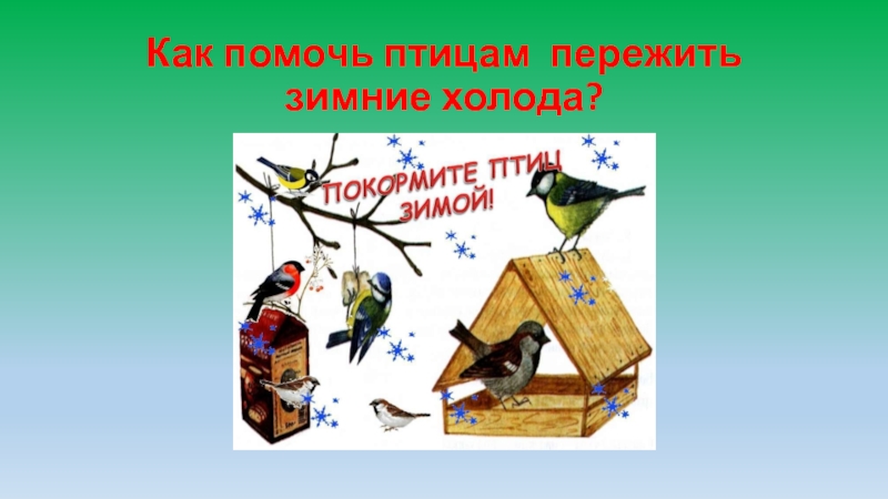 Презентация помогаю птицам. Как помочь птицам. Как помочь птицам пережить зимние холода?. Как люди помогают птицам зимой. Как помочь птицам пережить зиму.