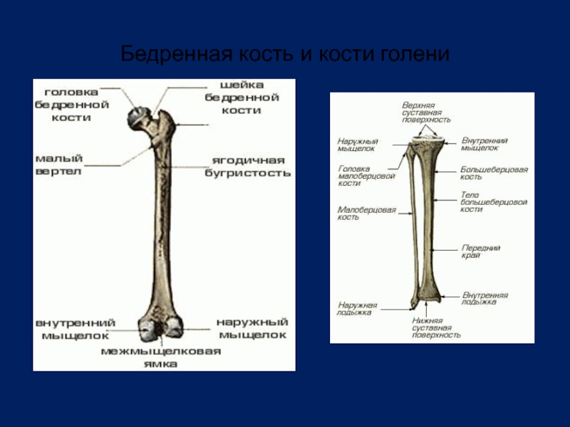 Берцовые кости человека фото. Строение костей бедра и голени. Бедренная кость строение рисунок. Бедренная кость на латинском и на русском. Строение бедренной кости биология 8 класс.