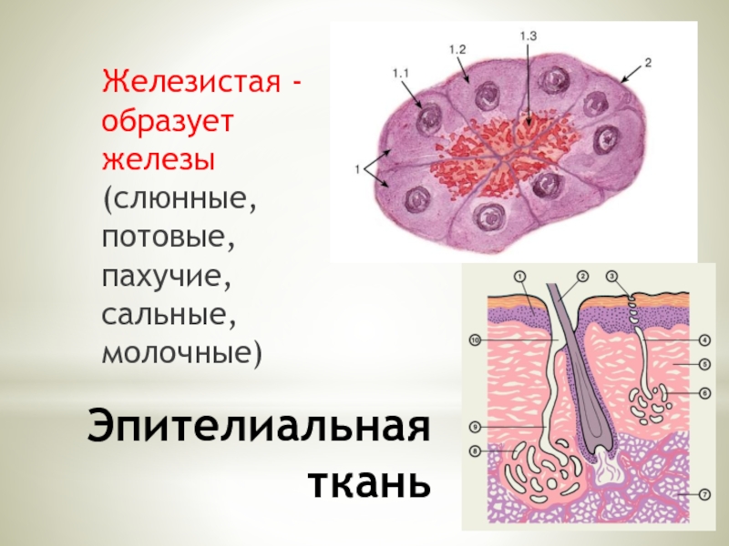 Железы ткани. Потовые железы образованы тканью. Эпителиальная ткань образует потовые железы. Эпителиальная ткань образует Желеф. Слюнные железы образованы тканью эпителиальной.