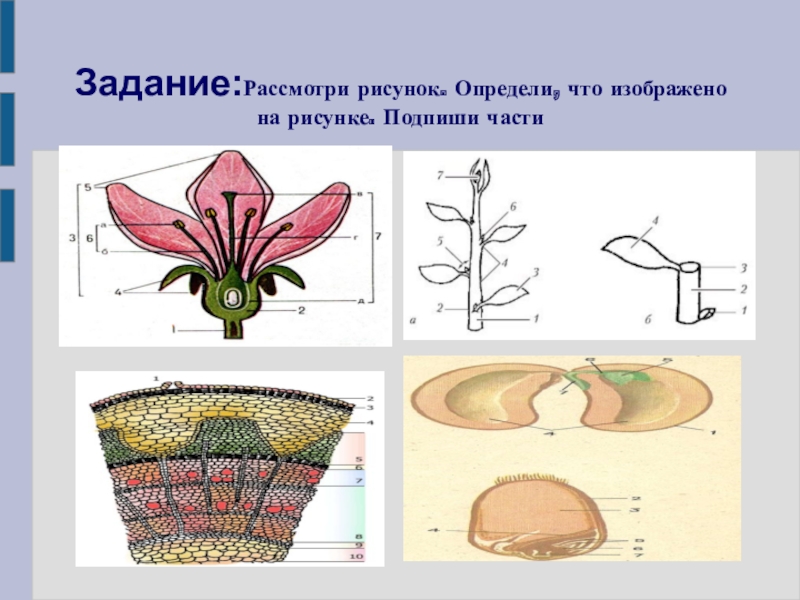 На рисунке 1 изображено растение и внутреннее. Растения изображенные на рисунке. Рассмотри рисунок.. Рассмотрите растения изображенные на рисунках определите. Определи что изображено на рисунке.
