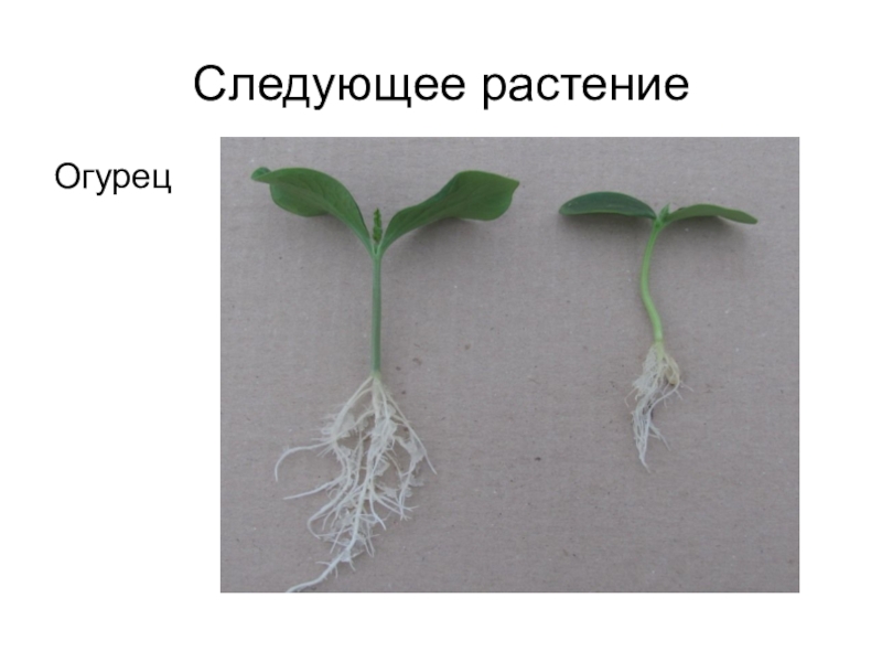 Следующие растения. Корневая огурца. Тип корневой системы огурца. Стержневая корневая система у огурца. Строение корневой системы огурца.