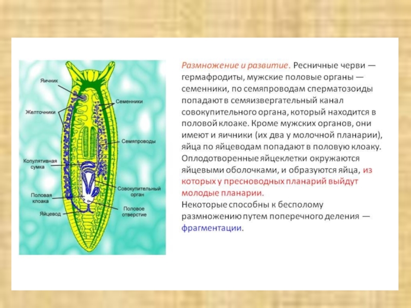 Класс ресничные черви. Ресничные черви таблица. Фрагментация плоских червей. Бескишечные турбеллярии. Питание ресничных червей.