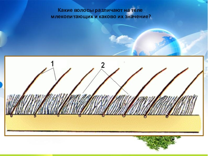 Какие волоски