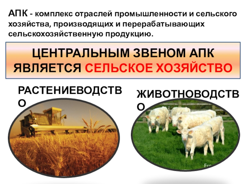 Схема связи растениеводства и животноводства и промышленности