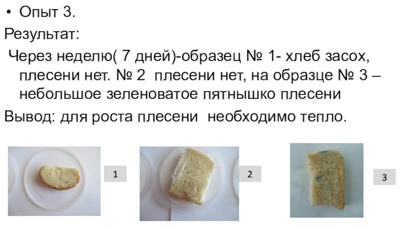 Исследования условий образования и роста плесени на хлебе проект