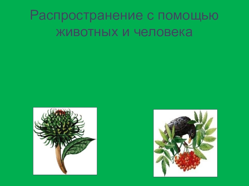 Растения распространяемые животными. Распространение с помощью животных и человека. Распространение растений с помощью животных и людей. Распространение семян с помощью животных и человека. Растения распространяемые с помощью животных и человека.