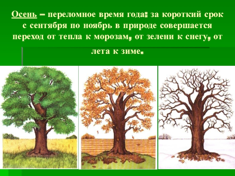 Сезонные изменения в природе картинки