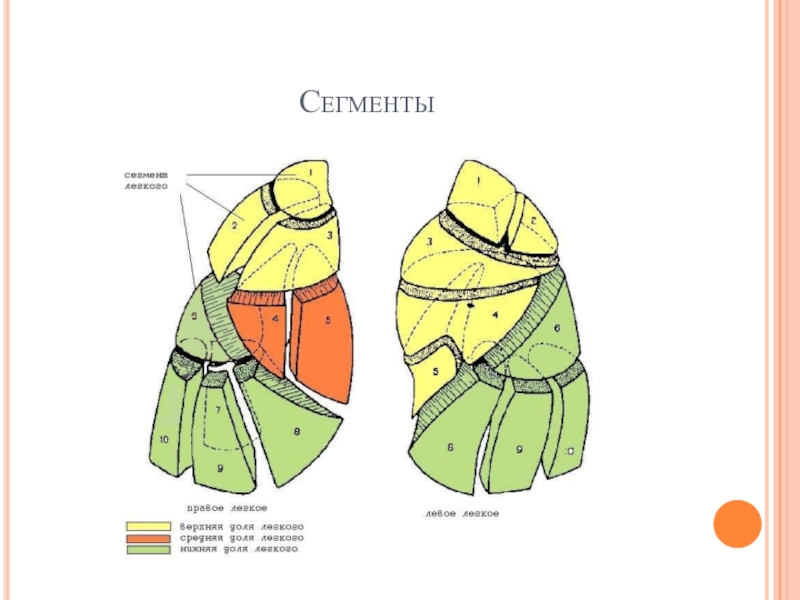 Бронхолегочные сегменты схема