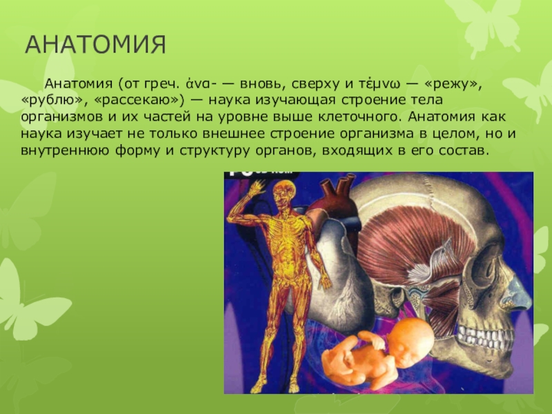 Суть анатомии. Человек биология. Что такое анатомия в биологии 5 класс. Анатомия 5 класс. Анатомия наука о по биологии.