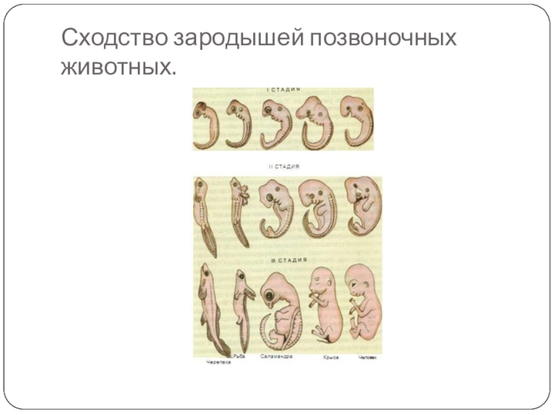 Черты сходства человека и других позвоночных. Сходство эмбрионов позвоночных на ранних стадиях развития. Сходство зародышей позвоночных животных. Зародышевое сходство. Сходство эмбрионов у зародышей позвоночных животных.