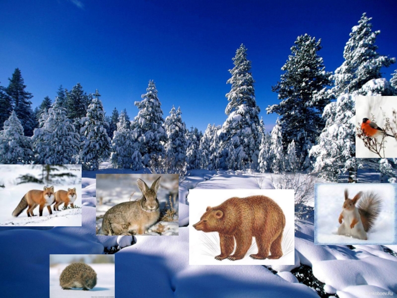 Время года зима изменения в жизни животных. Живая природа зимой. Изменения в природе зимой. Изменения в живой природе зимой. Растения и животные зимой.
