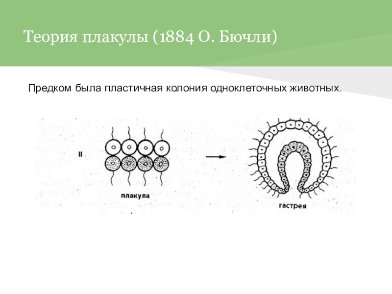 Происхождение многоклеточных организмов презентация