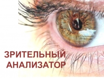 Презентация по биологии на тему Зрительный анализатор