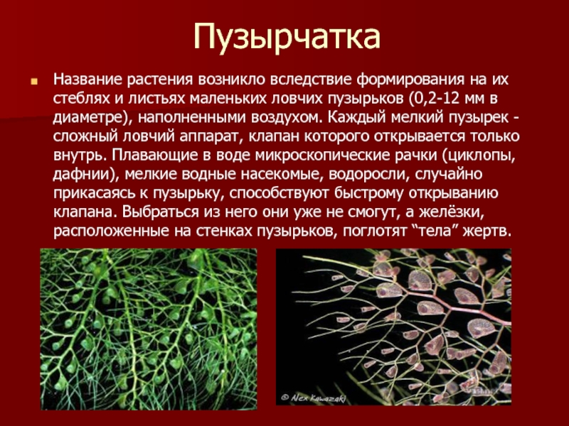 Пузырчатка препараты. Пузырчатка растение хищник. Пузырчатка обыкновенная хищное растение. Пузырчатка растение хищник описание. Ловчий аппарат пузырчатки.