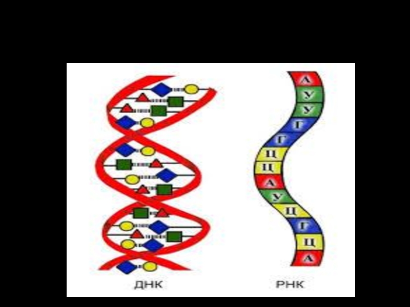 Нуклеиновые кислоты 10. Строение нуклеиновых кислот ДНК. Строение нуклеиновых кислот ДНК И РНК. Полимерная цепь нуклеиновая кислота. 3. Строение нуклеиновых кислот..