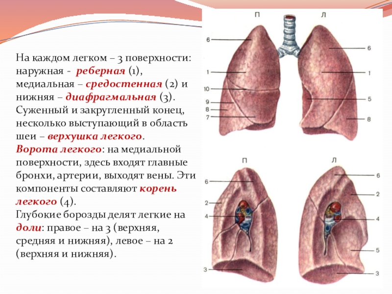 Легкие 3. Диафрагмальная поверхность легких. Легкое поверхности. Верхушка легкого. Верхушка и основание легкого.