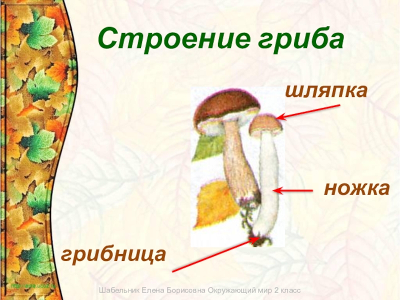 Грибы 2 класс окружающий