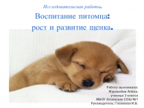 Презентация исследовательской работы: Рост и развитие щенка