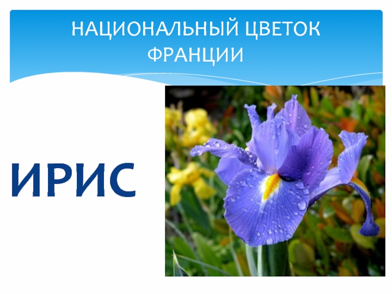 Какой национальный цветок. Национальный цветок Франции Ирис. Ирисы во Франции символ. Растение символ Франции. Символ Франции цветок.
