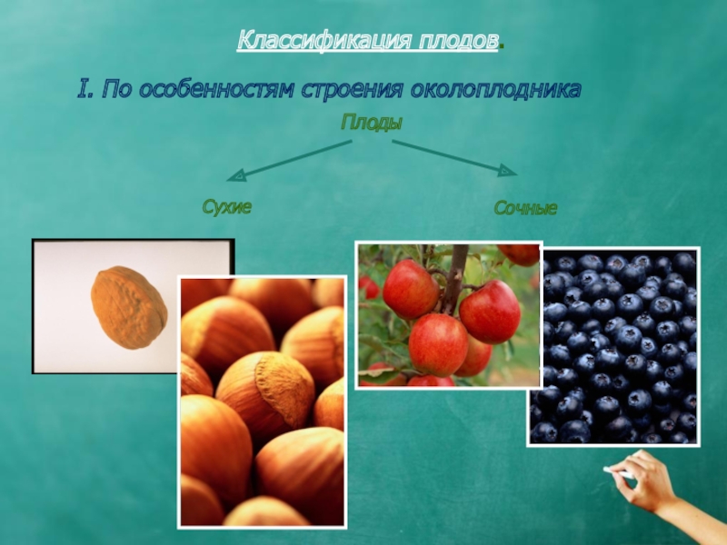 Проект на тему плоды. Классификация плодов по строению околоплодника. Классификация плодов 6 класс биология. Классификация плодов таблица. Плоды с сухим околоплодником собирают.