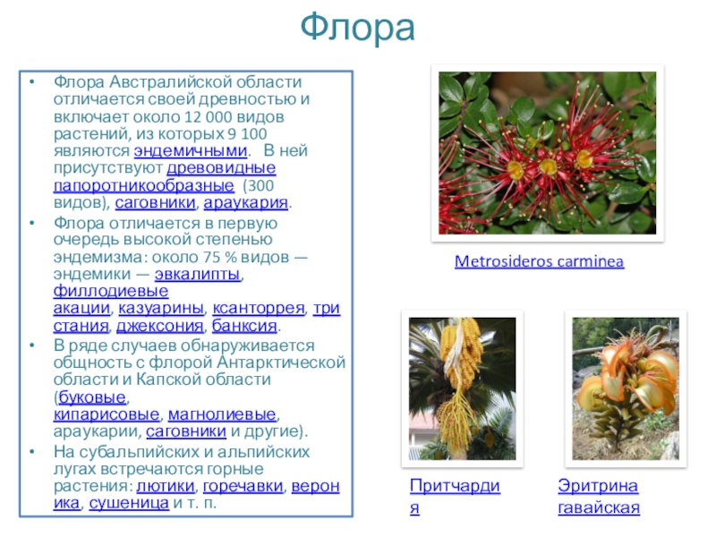 Виды флоров. Эндемики Флоры Австралии. Австралийская область Флора. Флора Австралии список. Австралийская область эндемики Флора.