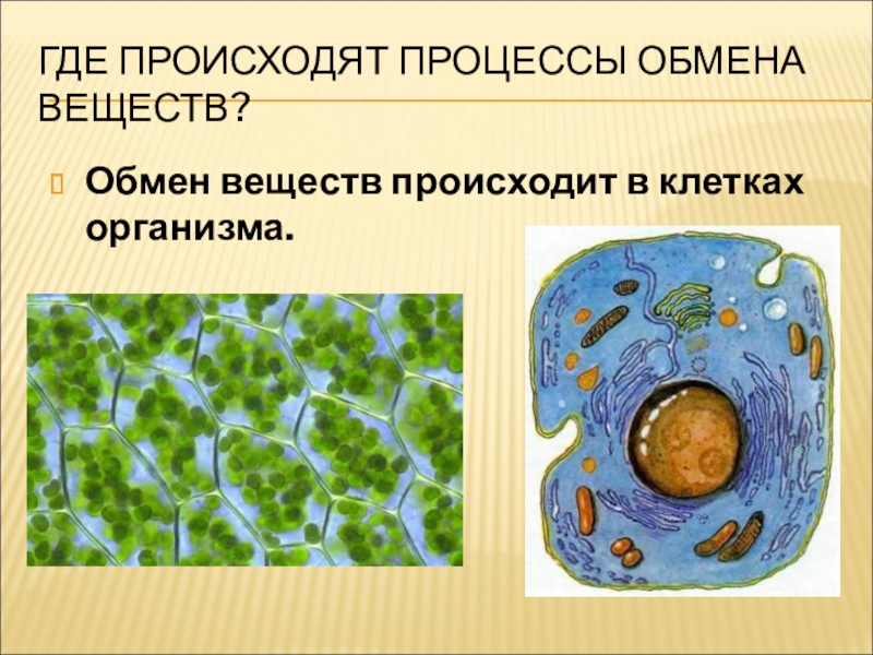 Где происходит. Процессы обмена веществ происходят в клетках. Процессы обмена веществ происходят в клетках организма. Как происходит обмен веществ в клетке. Клетки живых организмов 6 класс.