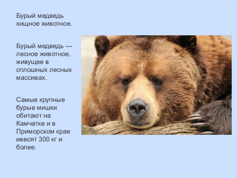 Сочинение про бурого медведя 5. Описание медведя. Доклад о медведях. Проект про бурого медведя. Бурый медведь доклад.