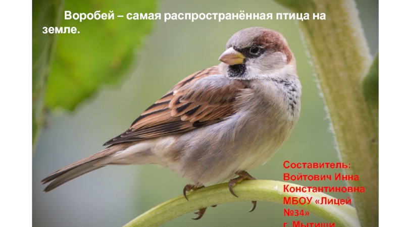 Презентация Презентация Воробей - самая распространённая птица на Земле. (1 класс)