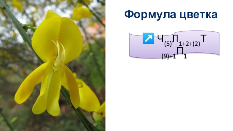 ↗ Ч(5)Л1+2+(2)Т(9)+1П1Формула цветка