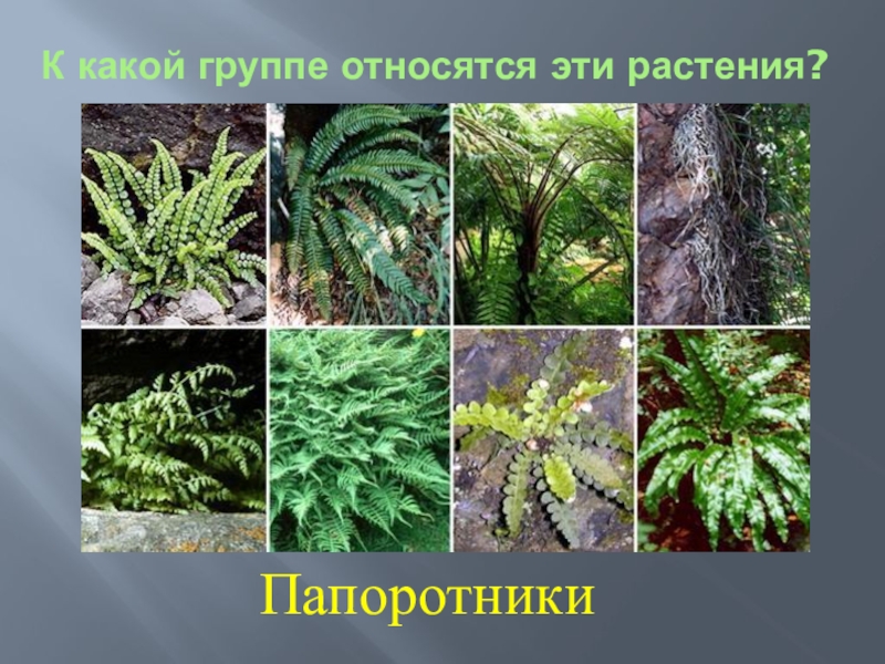Группы растений относятся к семенным. Растения относящиеся к группе папоротники. Представители папоротников. Представители папоротниковидных. Группа растений папоротники.