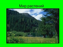Презентация по познанию мира на тему: Лист(2 класс)