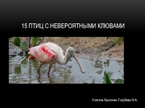 15 птиц с невероятными клювами