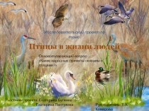 Проект Птицы в жизни людей (2 класс)