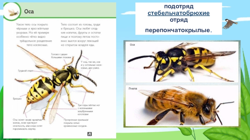 Работа оса. Классификация перепончатокрылых. Отряд Перепончатокрылые. Подотряды перепончатокрылых. Биология Оса.