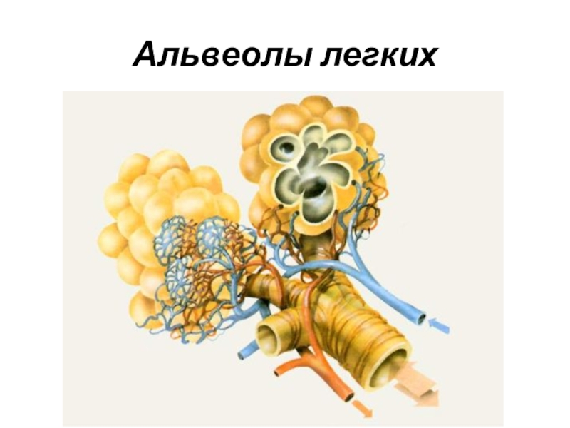 Альвеолы это. Альвеолы. Альвеолы легких. Лёгочная альвеола. Легочные пузырьки.